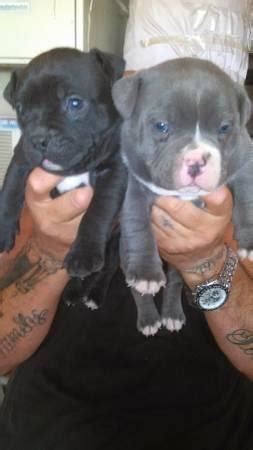 Height 36 dad imports china. Pocket bully puppies UKS for Sale in Victorville ...