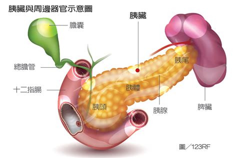 手術的併發症 ： 胰臟癌手術屬於重大且複雜的開刀，手術過程一般需費時4～7小時。 手術期間的死亡率： 2~5%，相關併發症: 數據分析發現：胰臟癌好發中老年人 50歲後比率驟升 | 其他癌症 | 癌症 | 元氣網