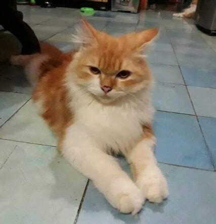 Pertama ada id, lalu ego dan yang akan ada orang di sekitar kita yang mengganggu hidup kita atau membahayakan kita. Mengenal Ciri-Ciri Kucing Kita Sedang Hamil - Mengenal ...