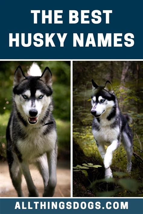 At the same time make sure your husky diet is supplemented with at least 22% protein. Best Husky Names | Husky names, Good husky names, Best dog ...