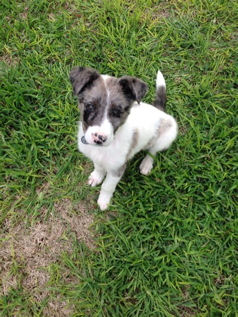 After researching and owning many dogs. Australian Shepard mix puppy | Australian shepard mix ...