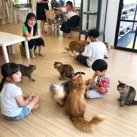 If you share pls give credit thx!. It's Official: CATS Cafe In JB Is Shutting Down After 5 ...