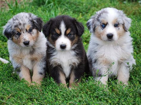 Zoey the australian shepherd blue merle puppy. Too Cute Australian Shepherd Puppies - Pictures Of Animals ...