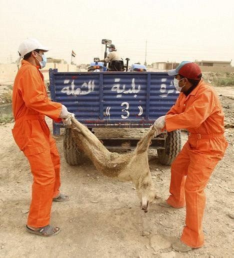 It is always suggestible to start training a dog when its a puppy, as it is easier that way. Petition · Stop Killing Dogs in Iraq · Change.org
