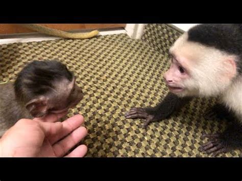 Cute monkeys like boo love bath time! Capuchin Monkey Plays with BABY MONKEYS! SO CUTE! - YouTube