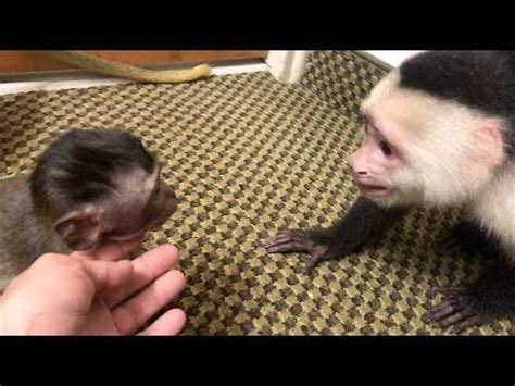 In addition to the their everyday needs, bear in mind that owning a capuchin monkey is a big commitment, since they can live to 45 years old. Capuchin Monkey Plays with BABY MONKEYS! SO CUTE! - YouTube