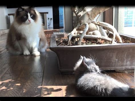 The latest tweets from dfwknight (@dfwknight). Timo The Ragdoll Cat Meets Kitten For The First Time - YouTube