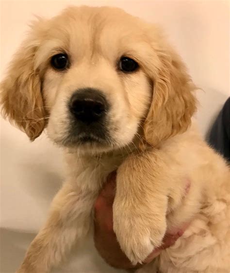 And we've got the pics to prove it! Female Golden Retriever Puppy | Witham, Essex | Pets4Homes