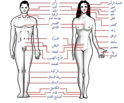 We did not find results for: لسان المزمار - ويكيبيديا