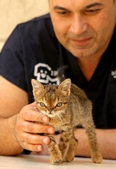 Even according to statistics, this medical condition takes place only once in every 800. so cute-down syndrome tiger | animales | Pinterest | Too cute and Tigers
