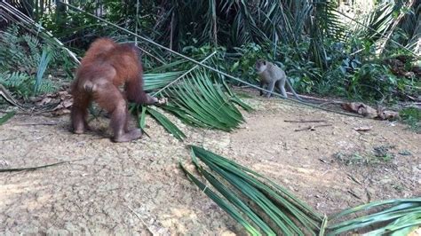Seingat saya, betulkan saya kalau saya silap, bilangan orang utan yang ada di sebuah pulau di kawasan bukit merah perak malaysia ini hanya mempunyai tidak lebih dari 10 orang utan sahaja. Bukit Merah Orang Utan Island on Instagram: "Orangutan vs ...