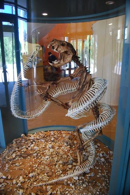 Thylacoleo vs Giant Matsoiid Snake - Naracoorte Fossil ...