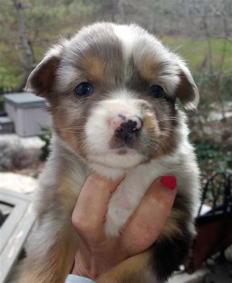 Though they are not as muscular as many breeds, they are just as dignified and loving. LACEY'S 2019 - MINIATURE AUSTRALIAN SHEPHERDS