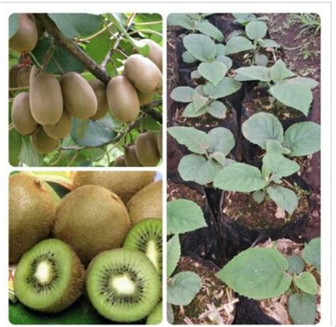 Kami memiliki beragam pilihan bibit tanaman buah yang semuanya berkualitas unggul. Jual BIBIT TANAMAN BUAH KIWI GOLDEN di lapak kebon_bibit ...