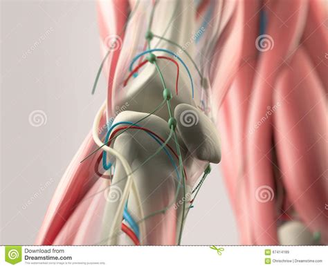 Check spelling or type a new query. Striated Shoulder/Neck Muscles In Humans / Head and Neck ...