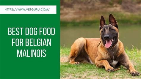 All he wanted to do. Best Dog Food for Belgian Malinois Reviewed 2020