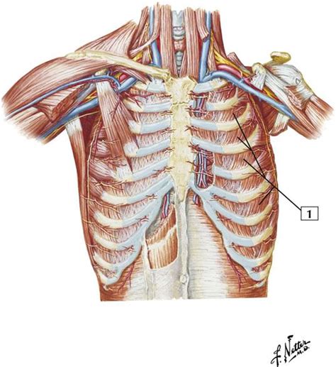 Extend your arms (and the band) fully in front of your chest. Thorax: Cards 3-1 to 3-26 | Basicmedical Key