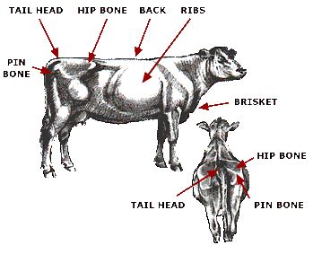 It was developed in the early 1980s by don henneke at texas a&m university with the goal of creating a universal scale to assess horses' bodyweight. Body Condition Scoring Your Beef Cow Herd | UNL Beef