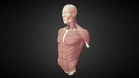 Female head and torso muscles 3d model. Torso Study 2017: Muscles - Buy Royalty Free 3D model by Hammer (@jackhammer) [50fd8e9 ...