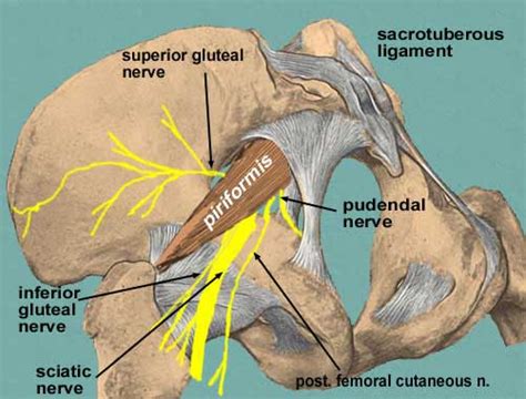 It is smooth, coated in the recent state with cartilage, the surface of which presents two or three ridges corresponding to the subdivisions of the tendon of the obturator internus, which winds over it. Greater sciatic foramen - WOW.com