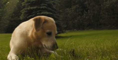 Link to the gif details. Dog Meets Baby Bunny And Decides To Keep Him Forever