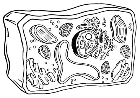 Citing for websites is different from citing from books, magazines and periodicals. Cell structure Coloring Pages to download and print for free