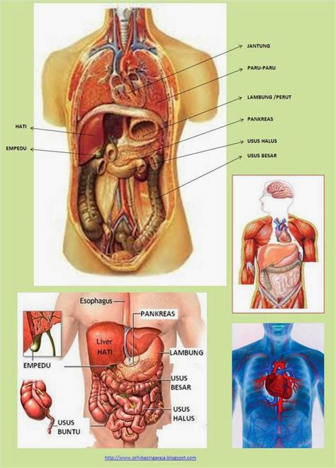 Sebagai bagian dari rongga dada, tulang rusuk melindungi organ. Bagian-bagian Tubuh Manusia Bagian Dalam dan Fungsinya ...