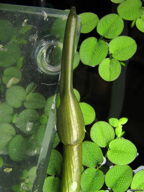 So please consider that this aponogeton grows fast and large when you think about planting one in your. Aponogeton madagascariensis - Flowgrow Aquatic Plant Database