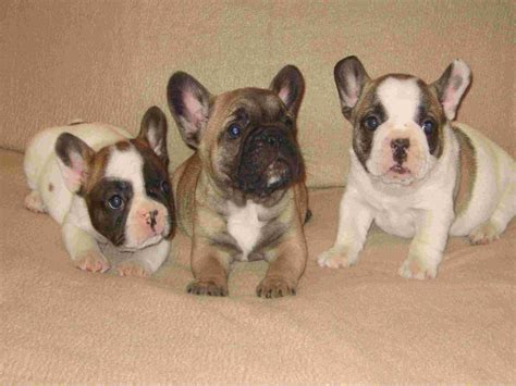 Quality french bull dog pups with full american kennel club certification available. Pug Puppies For Sale Nc