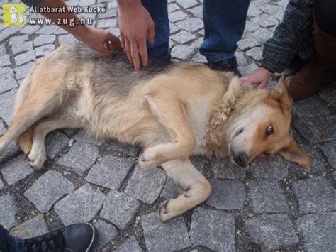 Legyengült kutyus fekszik a kövön :( · Állatvédő Egyesület