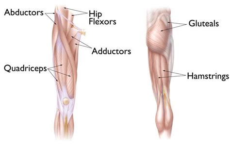 As people wise up to them, there are certain patterns that start appearing. Hip Strains - OrthoInfo - AAOS