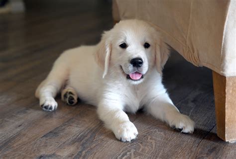 I have been a professional dog trainer for over 20 years and have been involved in the golden retriever breed since 1999. Golden Retriever Rescues In California - The Bearden Pack ...