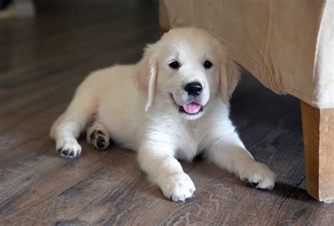 Welcome to sf golden retrievers. Golden Retriever Rescues In California - The Bearden Pack ...