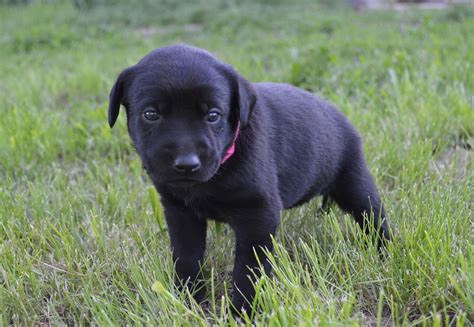 I have lovely havanese puppies for sale and cavalier puppies for sale. Hybrid Labrador Puppies for sale Black Lab, Spotted Lab ...