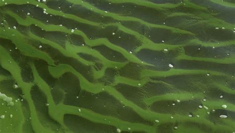 Die blauaugen sind eine familie der ährenfischartigen. Blaualgen und Baden: Wie erkenne ich sie, wie gefährlich ...