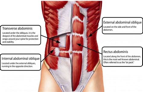 As these muscles contract and relax, they move skeletal bones to create movement of the body. Abdominal Oblique Muscles: Functional Anatomy Guide ...