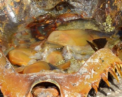 For this program, volunteers survey coastal shorelines for mating horseshoe crabs. Fascinating underside of a Horseshoe Crab | Seen lying ...