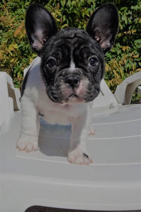 The french formalized breed standards to include a compact body and. French bulldog puppies available FOR SALE ADOPTION from ...