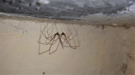 Mysterious cellar spiders covered in white location: Daddy Long Legs Cellar Spider - YouTube