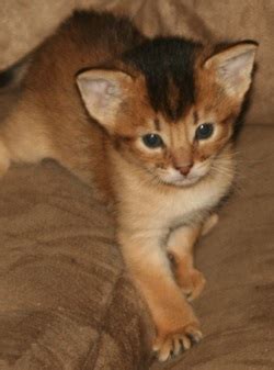 Find abyssinians kittens & cats for sale uk at the uk's largest independent free classifieds site. Dallas TX Southern CA Abyssinian Kittens Kitten for sale