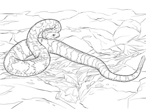 All coloring page rattlesnake free download snake pages rattle diamondback eastern click printable version colouring within realistic angry. Eastern Diamondback Rattlesnake coloring, Download Eastern ...