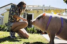 pig her woman fight save long story advertisement beach