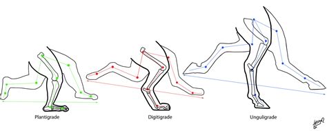 Below are the muscle groups we will go over. Anthro Anatomica: Walking on 2 legs not 4 - Stride and energy