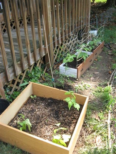 Plant seed one inch deep in hills spaced 6 feet apart. Found another drawer in the neighborhood growing more ...