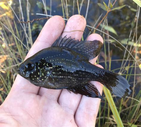 The bluespotted sunfish (enneacanthus gloriosus) is a species of fish in the family centrarchidae, the sunfishes. First ever Bluespotted Sunfish from a heavily vegetated ...