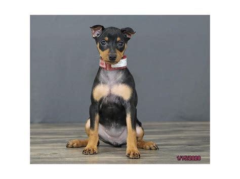Miniature Pinscher-DOG-Female-Black / Tan-2593332-Petland ...