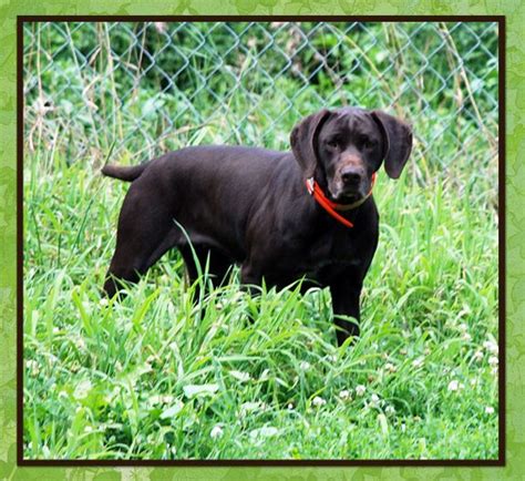 The american kennel club (akc) recognizes 8 coat color combinations for german shorthaired pointers: Female Solid Liver German Shorthaired Pointer ~ "Houston" | German shorthaired pointer, German ...