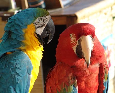 Shiningjessie 261.824 views9 year ago. Blue and Yellow Macaw {ara ararauna} Scarlet Macaw {ara ma ...