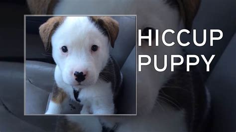Hiccups can be brought on by eating or drinking too fast and swallowing too much air, she says. Adorable puppy gets spooked by his own hiccups then tries ...