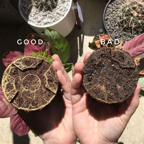 When to add more soil to a pot? How to Prevent and Fix Root Rot — La Résidence · Plant ...